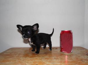 se vende lindas chihuahuas bebes