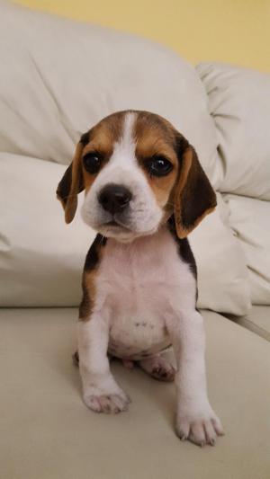 Beagle Macho