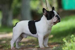 Bulldog Servicio de Monta
