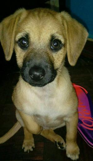 Cachorra para Adopción