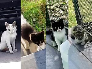 Hermosos gatitos en adopción
