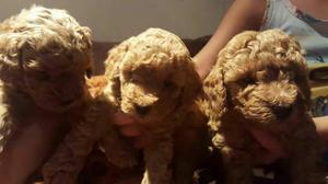 Poodle Apricot Rojo Chocolate Cachorros