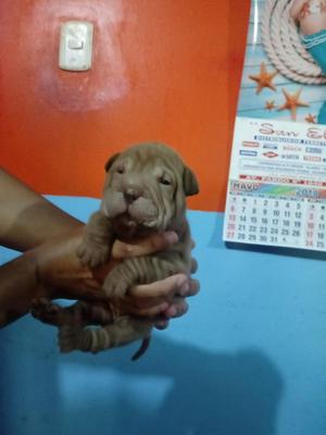 Sharpei 2 Hembras