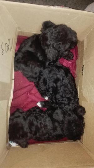 Venta de Cachorros Schaunzer