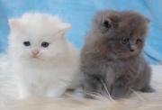 gatos persa doll face blancos plomos