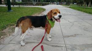 BEAGLE MACHO