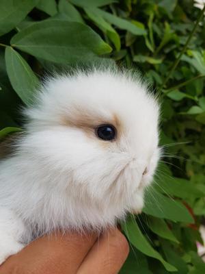 Bellos Conejitos Cabeza de León