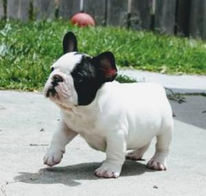 Buldog Frances