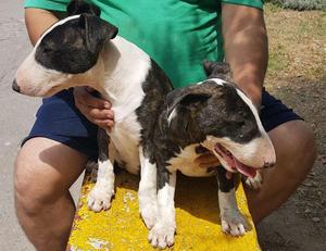 Bull Terrier Atigrado Con Blanco, pedigri plata