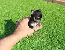 CHIHUAHUA MINI