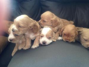 COCKER CACHORRITOS EN LOS OLIVOS LIMA