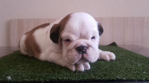 Cachorro Bull Dog Ingles