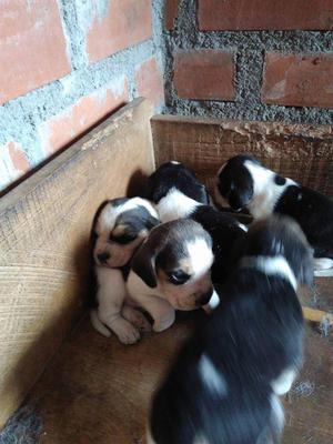 Cachorros Beagle tricolor