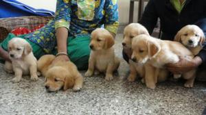 Cachorros Golden Retrievers