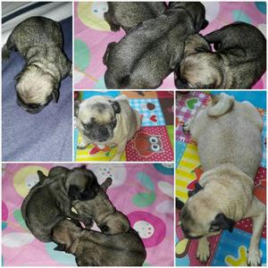 Cachorros Pug Carlino Raza Pura