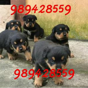 Cachorros Rotteweiler Hembras