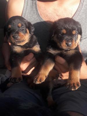 Cachorros Rottweiler