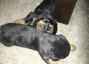 Cachorros Rottweiler