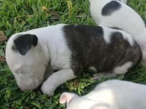 Cachorros bull terrier