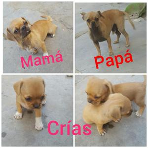 Chihuahuas Crias