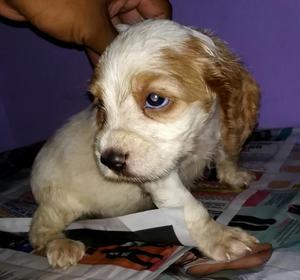 Cocker Spaniel Inglés