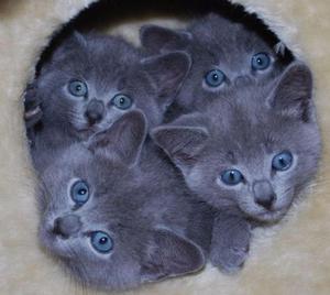 GATO RUSO LINDOS Y BELLISIMOS GATITOS RUSO AZUL