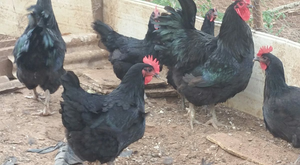 Gallinas negras