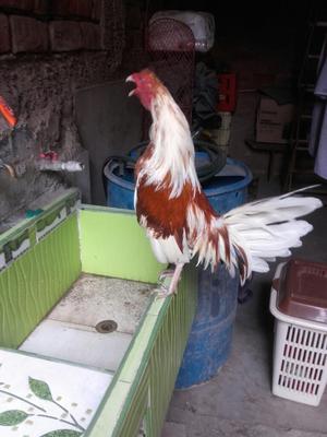 Gallos Pikeros