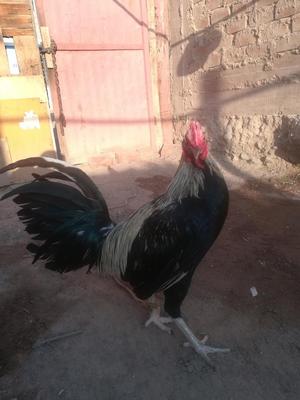 Gallos para Ruedo