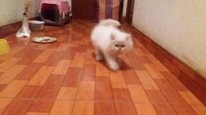 Gatitos Persa