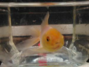 Goldfish 8cm