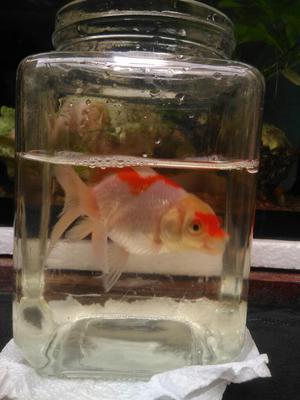 Goldfish de 10cm a 27 Soles