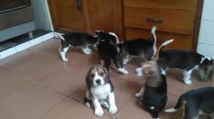 Hermosos Cachorros Beagle 100 pura raza