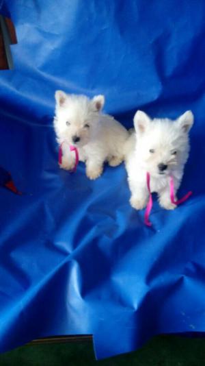 Limdos Cachorros West Highland