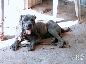 Mastino apto para monta