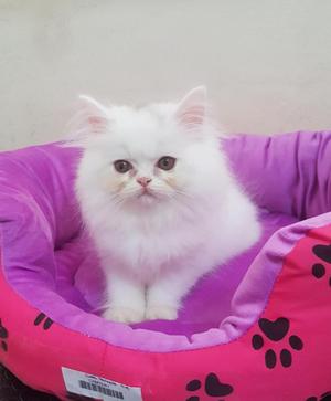 Oferta de gatitos persas