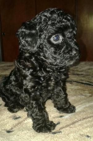 Poodle Negrito