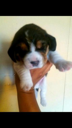 Precioso Bebe Beagle