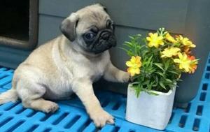 Pug Carliño Hembras