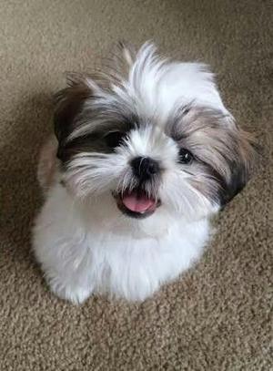 SHIH TZU OFERTA