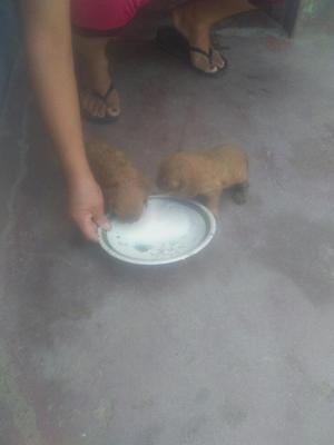 Se Vende Cachorros Coker