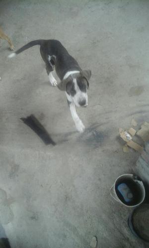 Se Vende Pit Bull