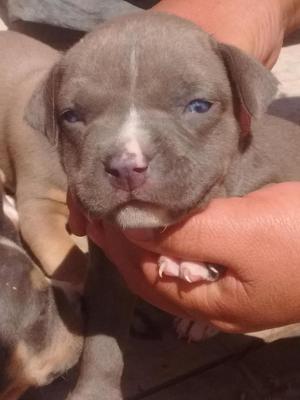 Se vende cachorros cruce Pitbull con americana bullyn