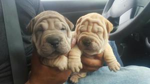 Sharpei