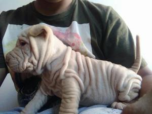 Sharpei Arrugaditos