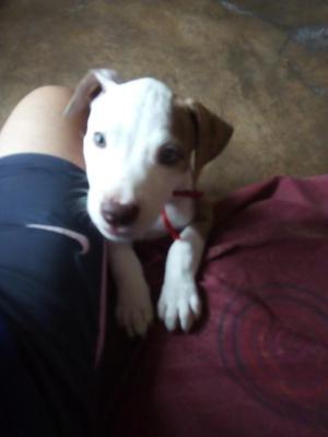 Vende Cachorro Pitbull de 2 Meses