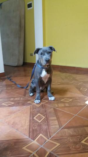 Vendo American Staffordshire Puro 600