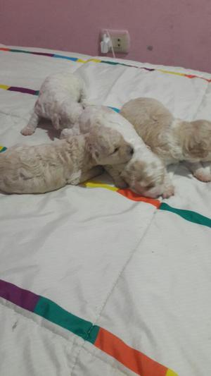 Vendo Cachorritos Poodle Raza Pequeña Co