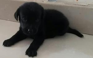 Vendo Cachorro labrador