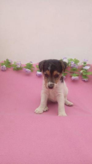 Vendo Fox Terrier